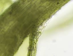 Attēlu rezultāti vaicājumam “Plagiothecium cavifolium”