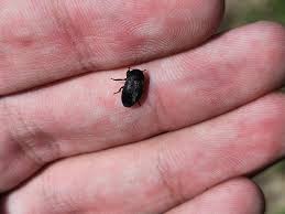 Attēlu rezultāti vaicājumam “Dermestes murinus”