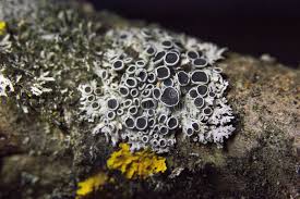 Attēlu rezultāti vaicājumam “Physcia aipolia”