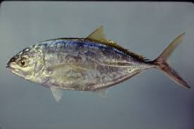 Image result for Caranx ruber