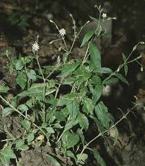 Attēlu rezultāti vaicājumam “Cerastium sylvaticum”