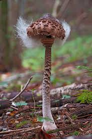 Attēlu rezultāti vaicājumam “Hemitrichia calyculata macro”