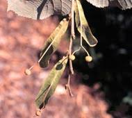 Attēlu rezultāti vaicājumam “Tilia tomentosa fruit”