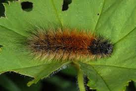 Attēlu rezultāti vaicājumam “Parasemia plantaginis”