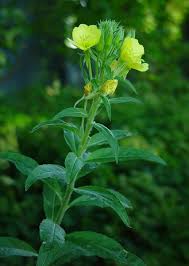 Image result for Oenothera biennis