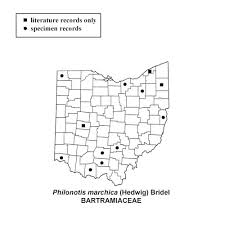 Attēlu rezultāti vaicājumam “Philonotis marchica sporophyte”