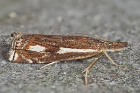 Attēlu rezultāti vaicājumam “Crambus heringiellus”