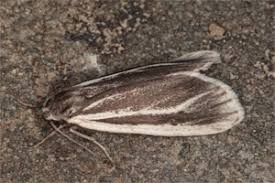 Attēlu rezultāti vaicājumam “Coscinia cribraria”