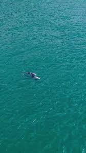 Image result for Ilfracombe Orcas Octopush Club