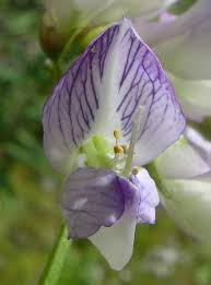 Attēlu rezultāti vaicājumam “Vicia sylvatica flower”