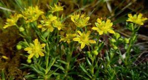 Attēlu rezultāti vaicājumam “Saxifraga cymbalaria flower”