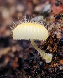 Attēlu rezultāti vaicājumam “Diachea leucopodia stalked”