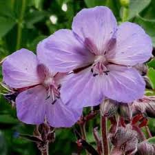 Image result for Geranium `Purple Haze`