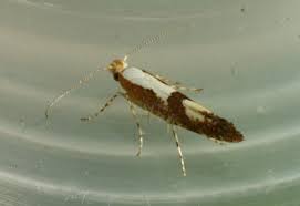 Attēlu rezultāti vaicājumam “Argyresthia pruniella”