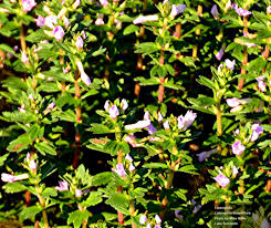 Image result for Alonsoa liniflora