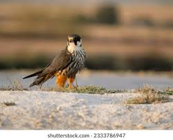 Attēlu rezultāti vaicājumam “Falco subbuteo”