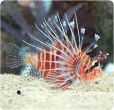 Image result for Pterois miles