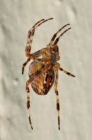 Attēlu rezultāti vaicājumam “Araneus diadematus”