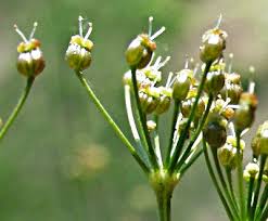 Attēlu rezultāti vaicājumam “Carum carvi flower”