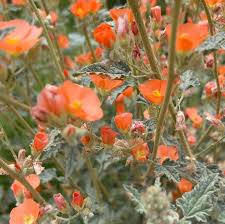 Attēlu rezultāti vaicājumam “Pohlia sphagnicola”