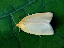 Attēlu rezultāti vaicājumam “Aphelia paleana”