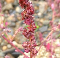 Attēlu rezultāti vaicājumam “Atriplex patula leaf”