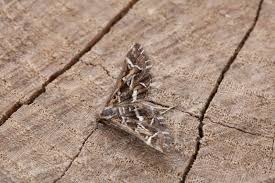 Attēlu rezultāti vaicājumam “Diasemia reticularis”