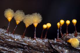 Attēlu rezultāti vaicājumam “Hemitrichia calyculata spores”
