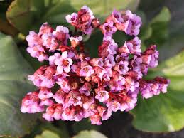 Attēlu rezultāti vaicājumam “Bergenia crassifolia”