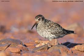 Attēlu rezultāti vaicājumam “Calidris maritima”