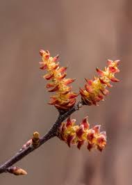 Attēlu rezultāti vaicājumam “Myrica gale bud”