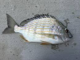 Image result for Archosargus rhomboidalis