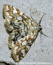 Attēlu rezultāti vaicājumam “Elophila nymphaeata”