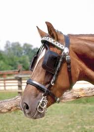 Image result for scheuklappen