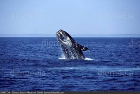 Image result for Eubalaena glacialis