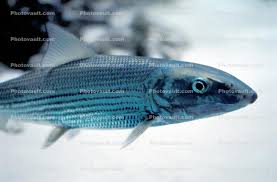 Image result for Albula vulpes