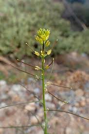 Attēlu rezultāti vaicājumam “Sisymbrium volgense leaf”