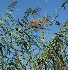 Attēlu rezultāti vaicājumam “Phragmites communis leaf”