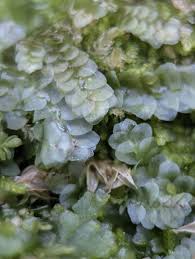 Attēlu rezultāti vaicājumam “Calypogeia azurea macro”