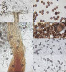 Attēlu rezultāti vaicājumam “Physarum pezizoideum macro”