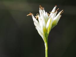 Attēlu rezultāti vaicājumam “Rhynchospora alba flower”