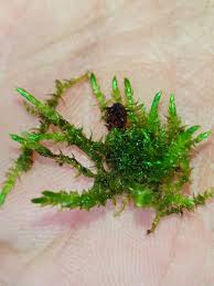 Attēlu rezultāti vaicājumam “Calliergonella cuspidata”