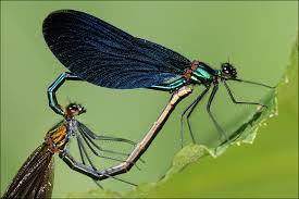 Attēlu rezultāti vaicājumam “Calopteryx virgo”