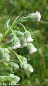 Attēlu rezultāti vaicājumam “Erigeron acris flower”