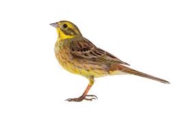 Attēlu rezultāti vaicājumam “Emberiza citrinella”