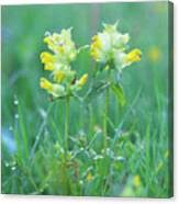 Attēlu rezultāti vaicājumam “Rhinanthus serotinus”