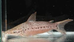 Attēlu rezultāti vaicājumam “Dianema nivale macro”