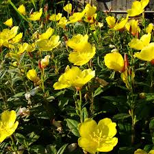 Image result for Nachtkerze