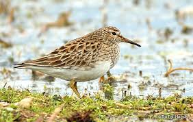 Attēlu rezultāti vaicājumam “Calidris maritima adult”