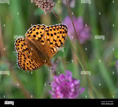 Attēlu rezultāti vaicājumam “Argynnis aglaja upperside”